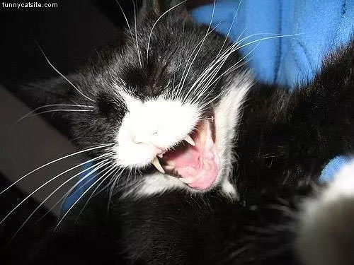 Cat Laughing At Something