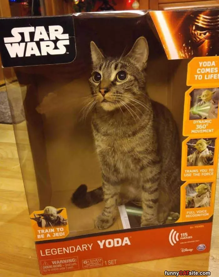 Star Wars Cat