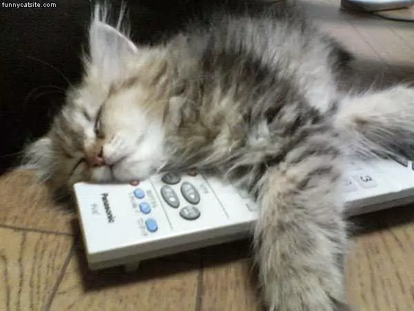 Kitten On Remote