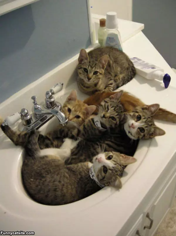 Sink Party