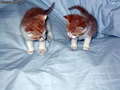2 Kittens In Sheets