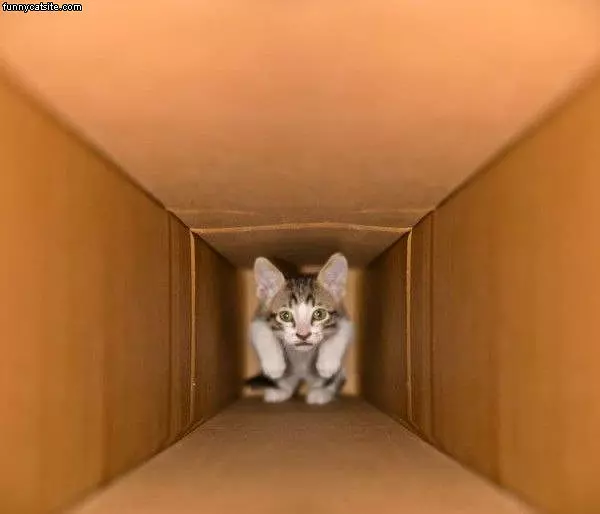 Cat In A Tunnel