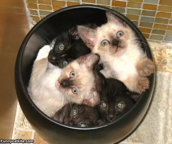 Can Of Kittens