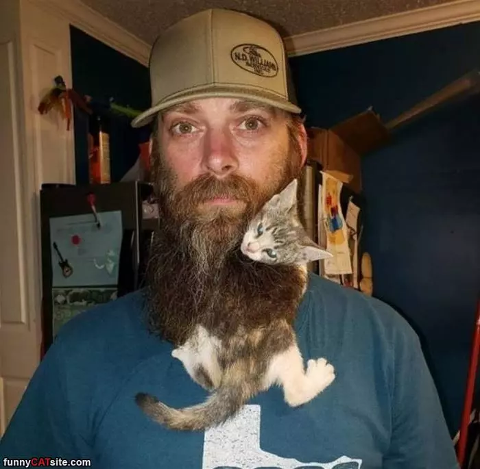 Beard Kitty