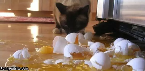 Mmmm Eggs