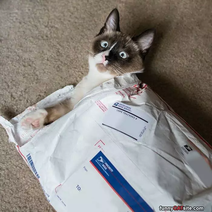 You Have Mail