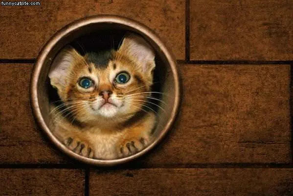 The Tube Cat