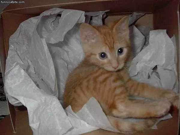 Kitten Playing In Paper