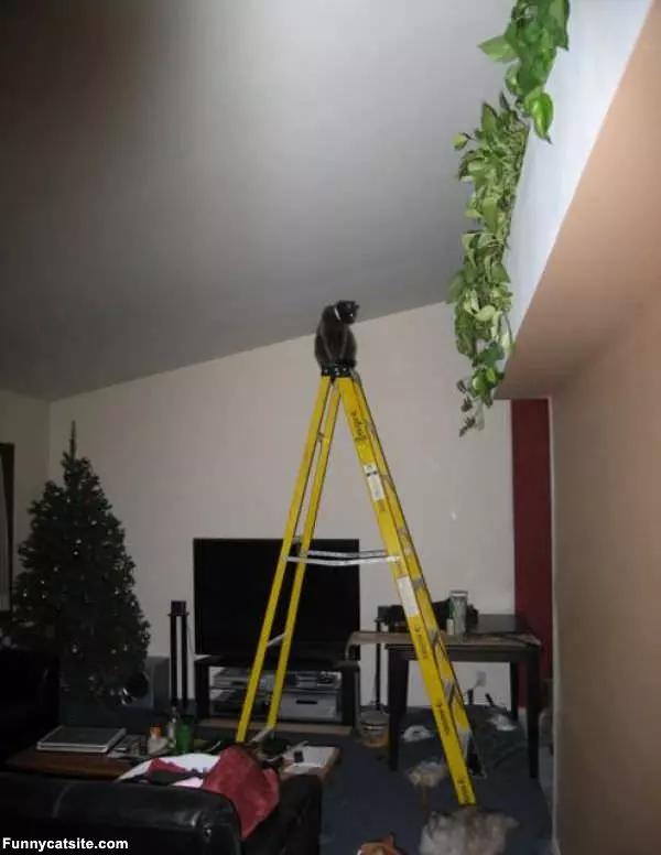 Ladder Cat