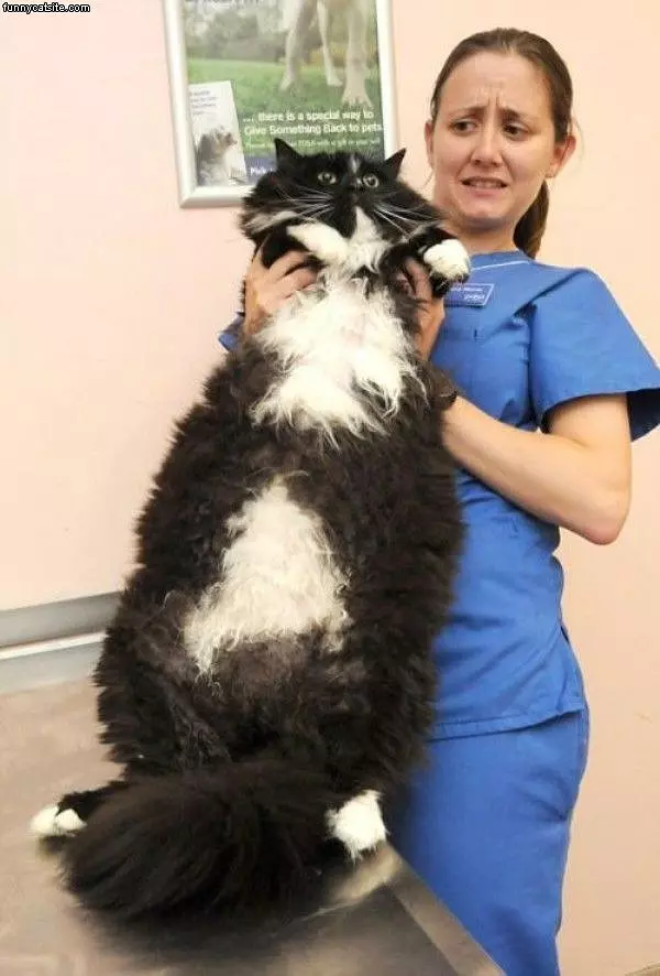Giant Cat