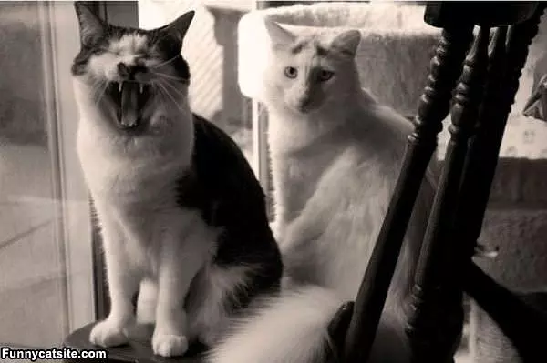 Giant Cat Yawn