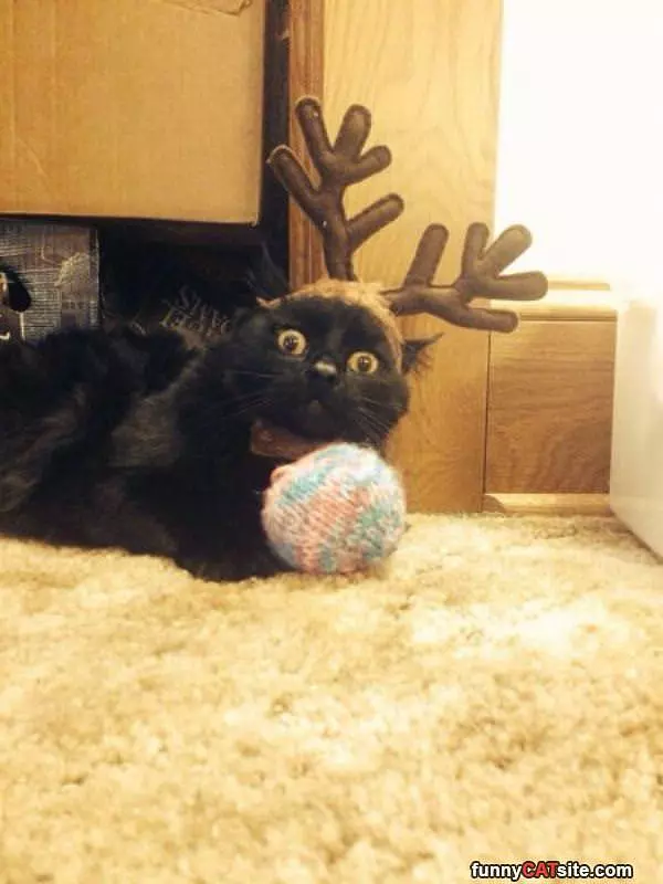 Surprised Reindeer