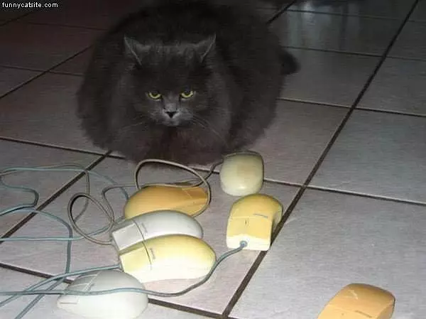 Gray Cat With A Bunch Of Mice