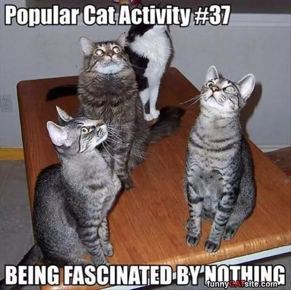 Popular Cat Activity