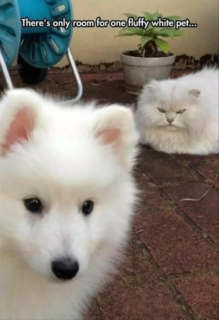Only Room For One Fluffy White Pet