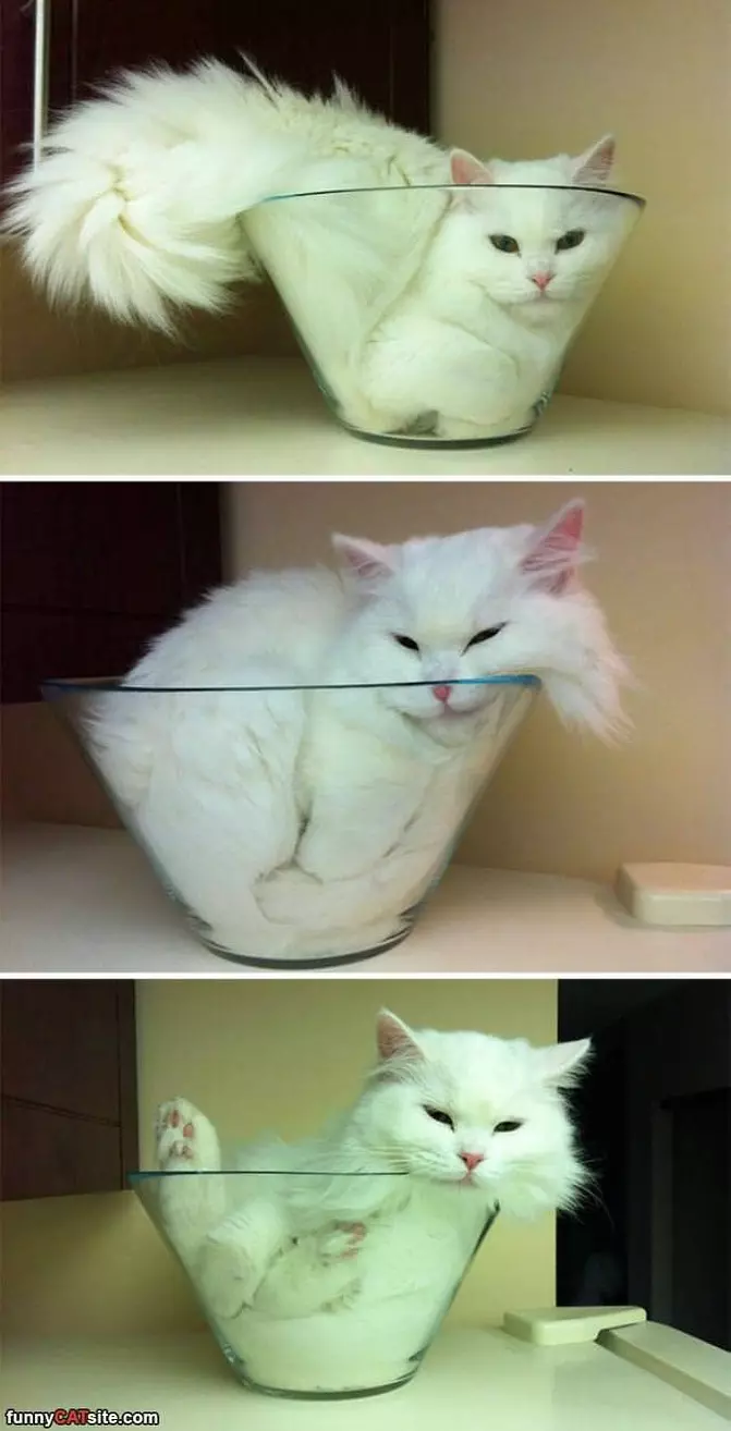 One Bowl Of Cat Please