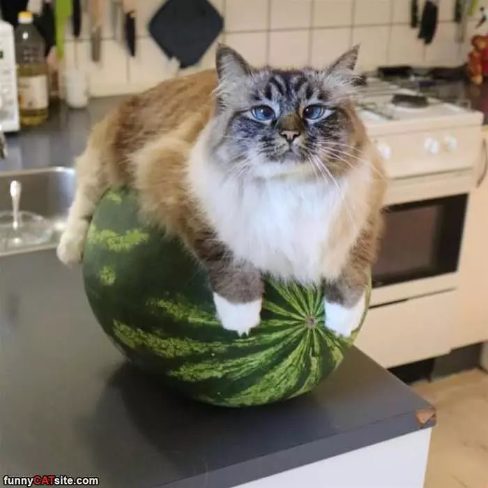 Relaxed On The Watermelon