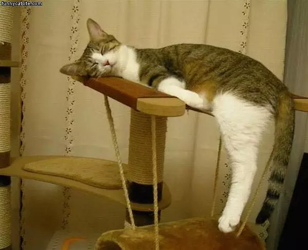 Cats Can Sleep In Any Position