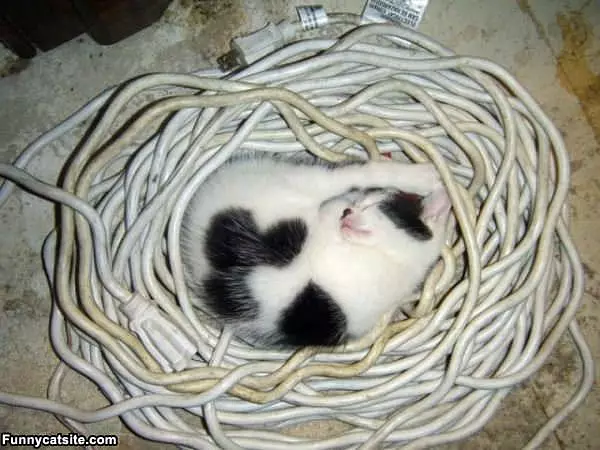 Cat In The Wires