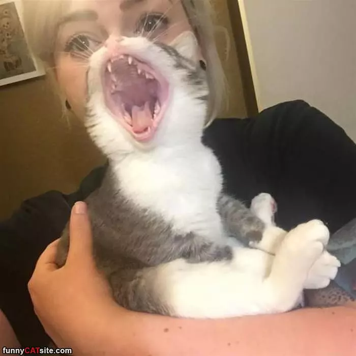A Huge Yawn
