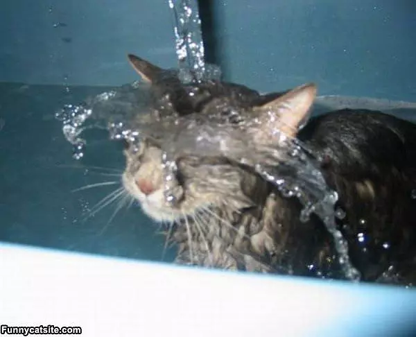 Bath Cat Is Going To Be Mad