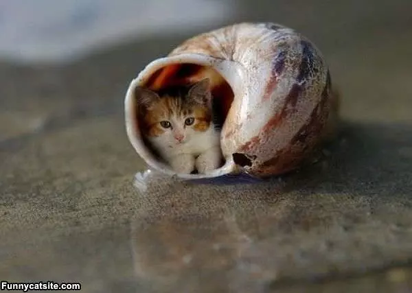 Kitten Shell