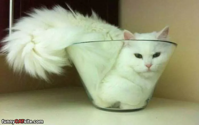 A Glass Bowl Of Cat