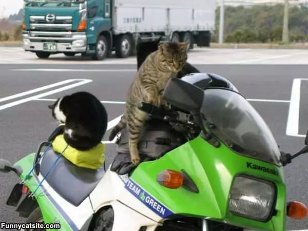 Moto Cat
