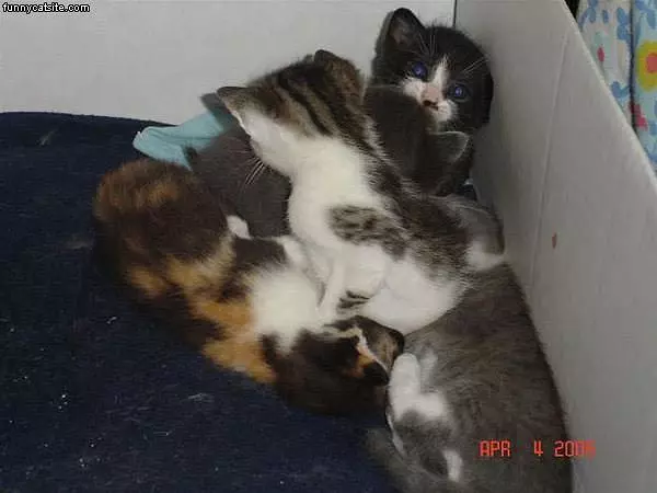 Pile Of Kittens