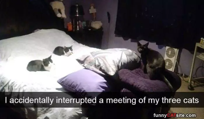 Interrupted A Meeting Of Cats