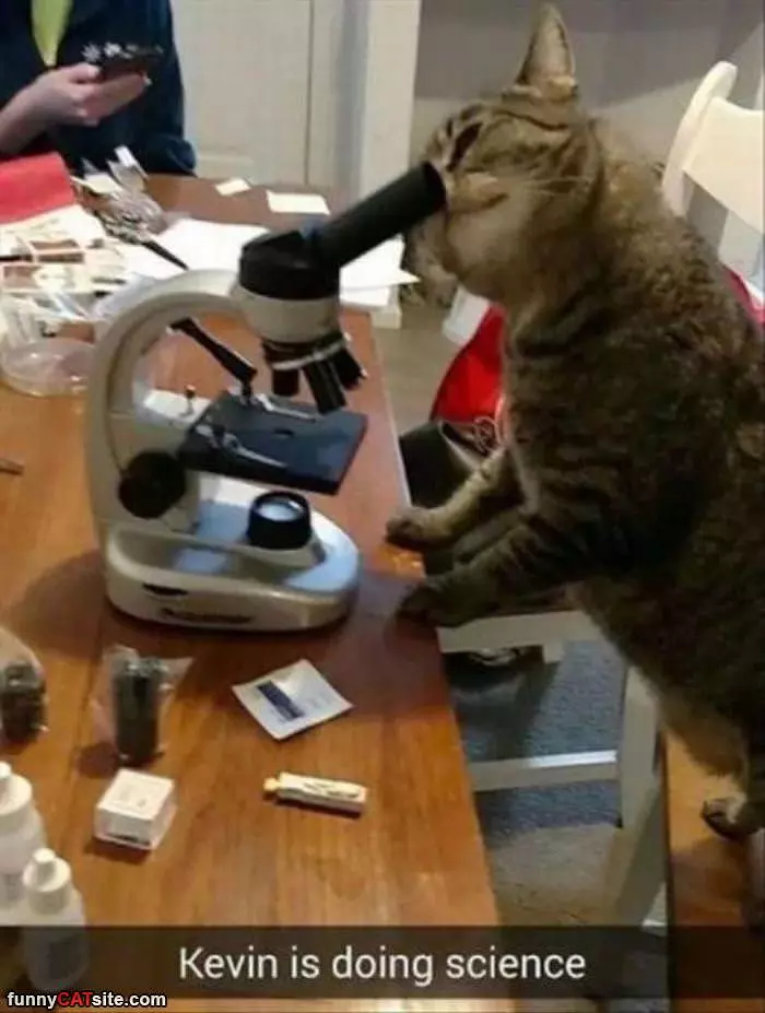 Kevin Is Doing Science