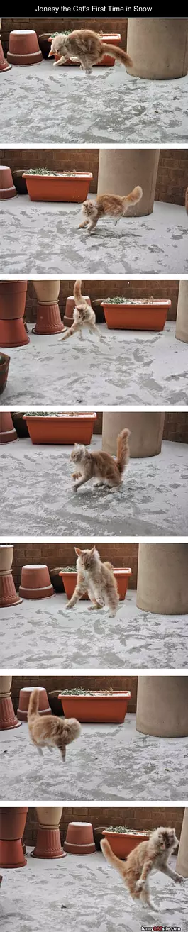 Cats First Time In Snow