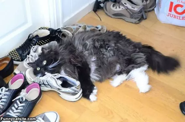 Fuzzy Cat On Sneakers