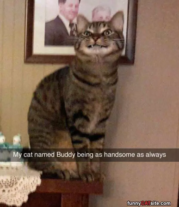 Handsome Cat