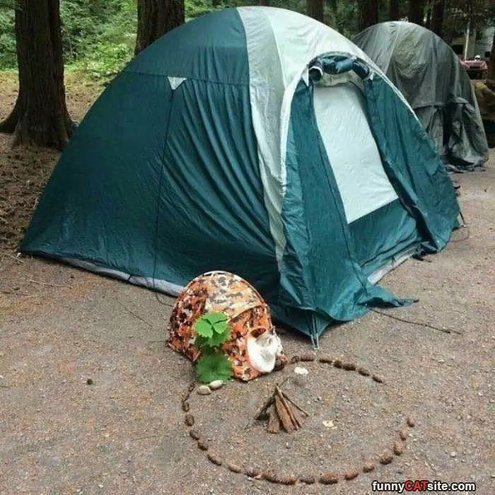 Little Cat Tent