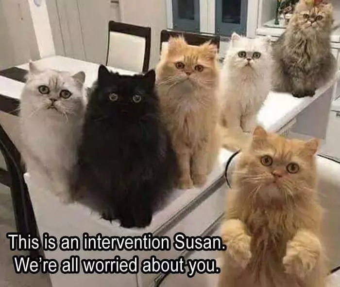 We Are Worried Susan