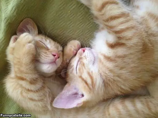 Cute Sleeping Dreaming Kitties