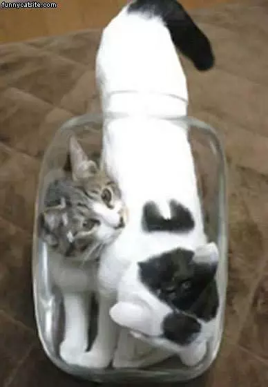The Cat Jar