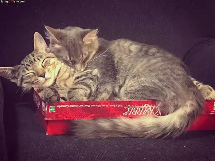 2 Cats In A Box