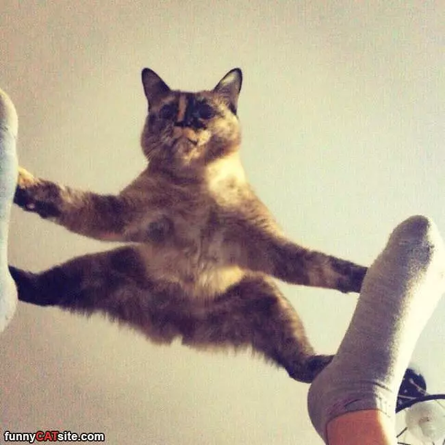 I Am The Balancing Cat