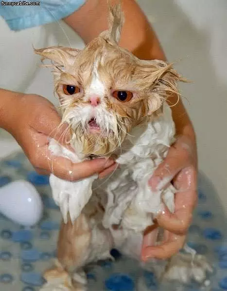 Bath Cat