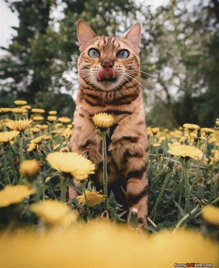 I Got Your This Flower