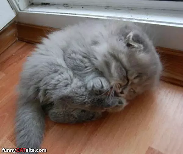 Curled Up In A Fluffy Ball