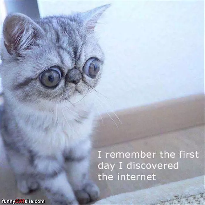 First Day On The Internet