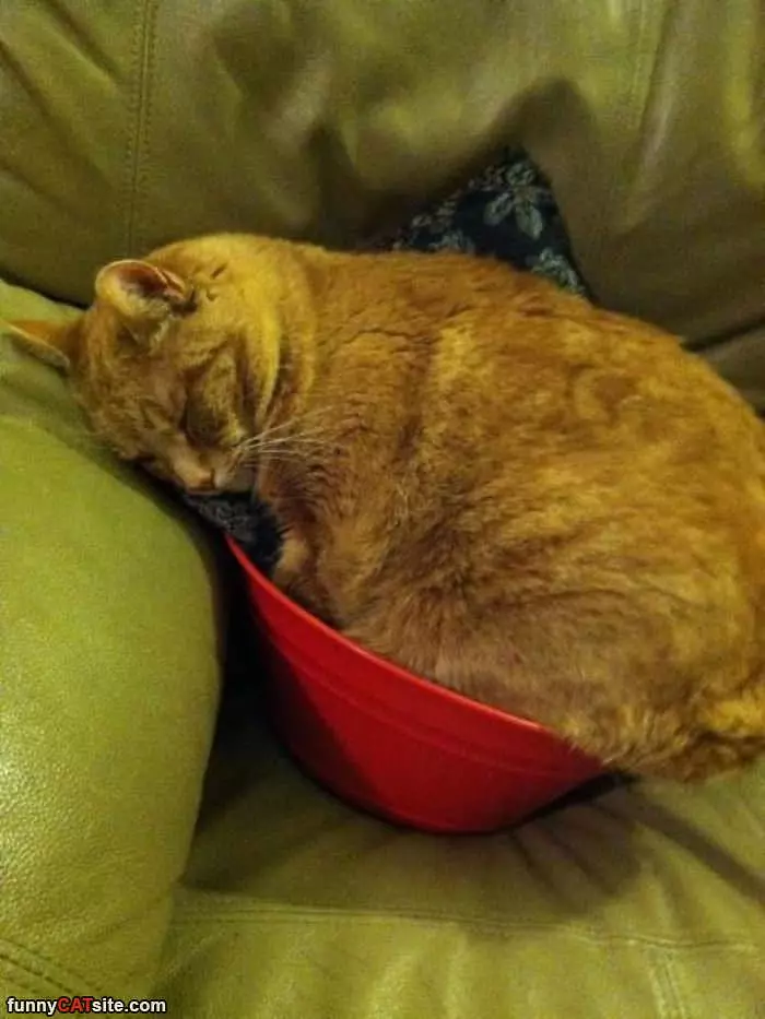 Asleep In A Bowl