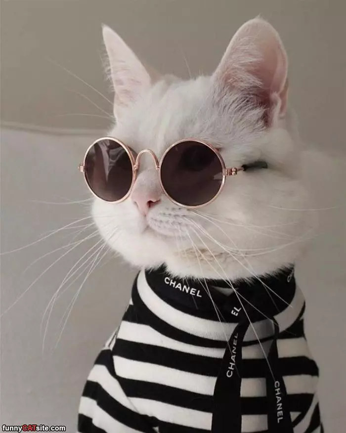 That Is A Cool Cat
