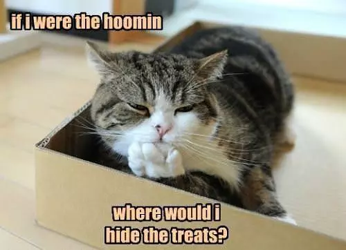 If I Were Hoomin