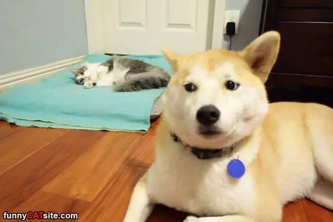 Its My Bed Now Dog