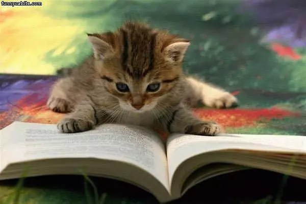 Kitten Reads
