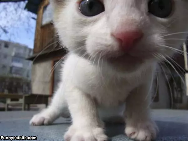Super Closeup Kitten